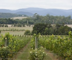 Yarra Valley and Dandenong Travel Destinations