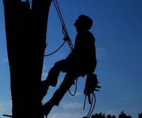 Helpful Tips on Choosing a Tree Company