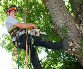 When to Remove a Tree