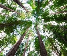 Common Tree Myths Debunked