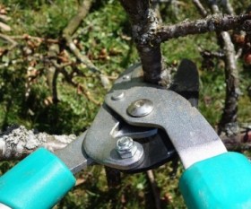 How To Prune Fruit Trees