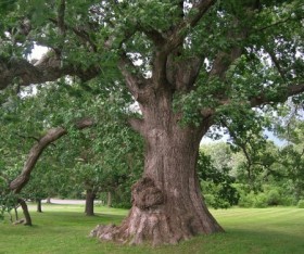 Oak Tree Maintenance Guide