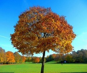 Questions To Ask Your Selected Tree Company