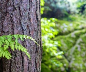 Importance of Tree Care
