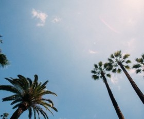 Why You Should Get An Arborist Report