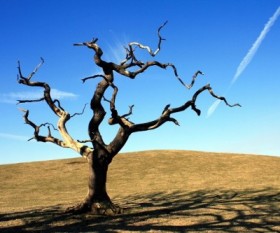 Signs A Dead Tree Will Fall Soon