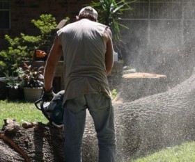 Why Tree Cutting Should Be Done By Professionals