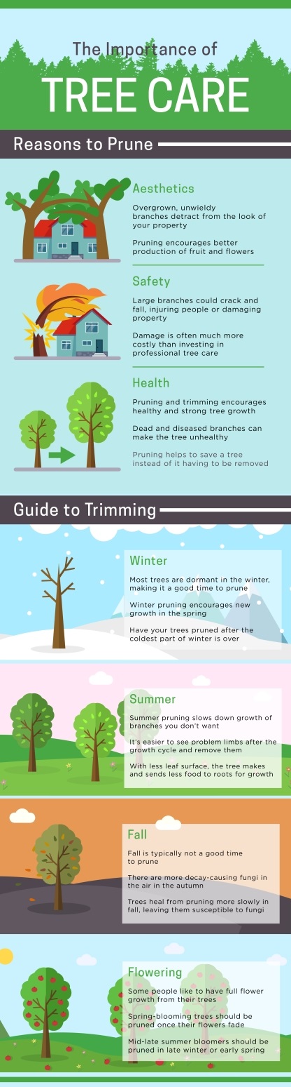 Tree Care Importance