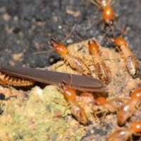 Pest Control Hawthorne