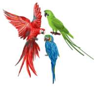 Parrot Shop Australia